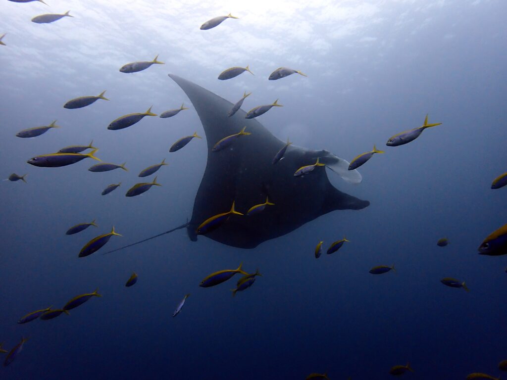 Oceanic Manta Ray