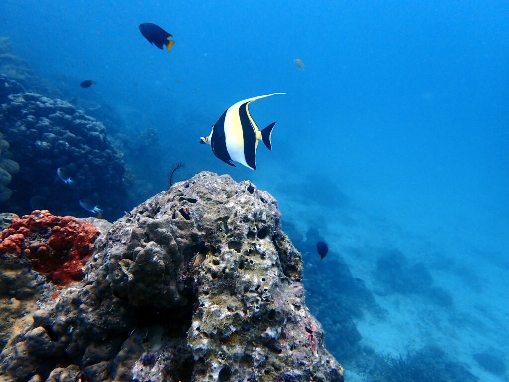 Moorish Idol