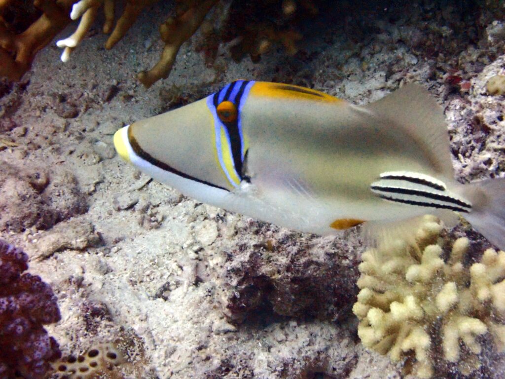 Picasso Triggerfish