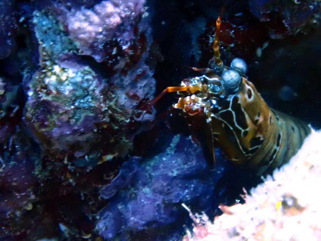 Peacock Mantis Shrimp