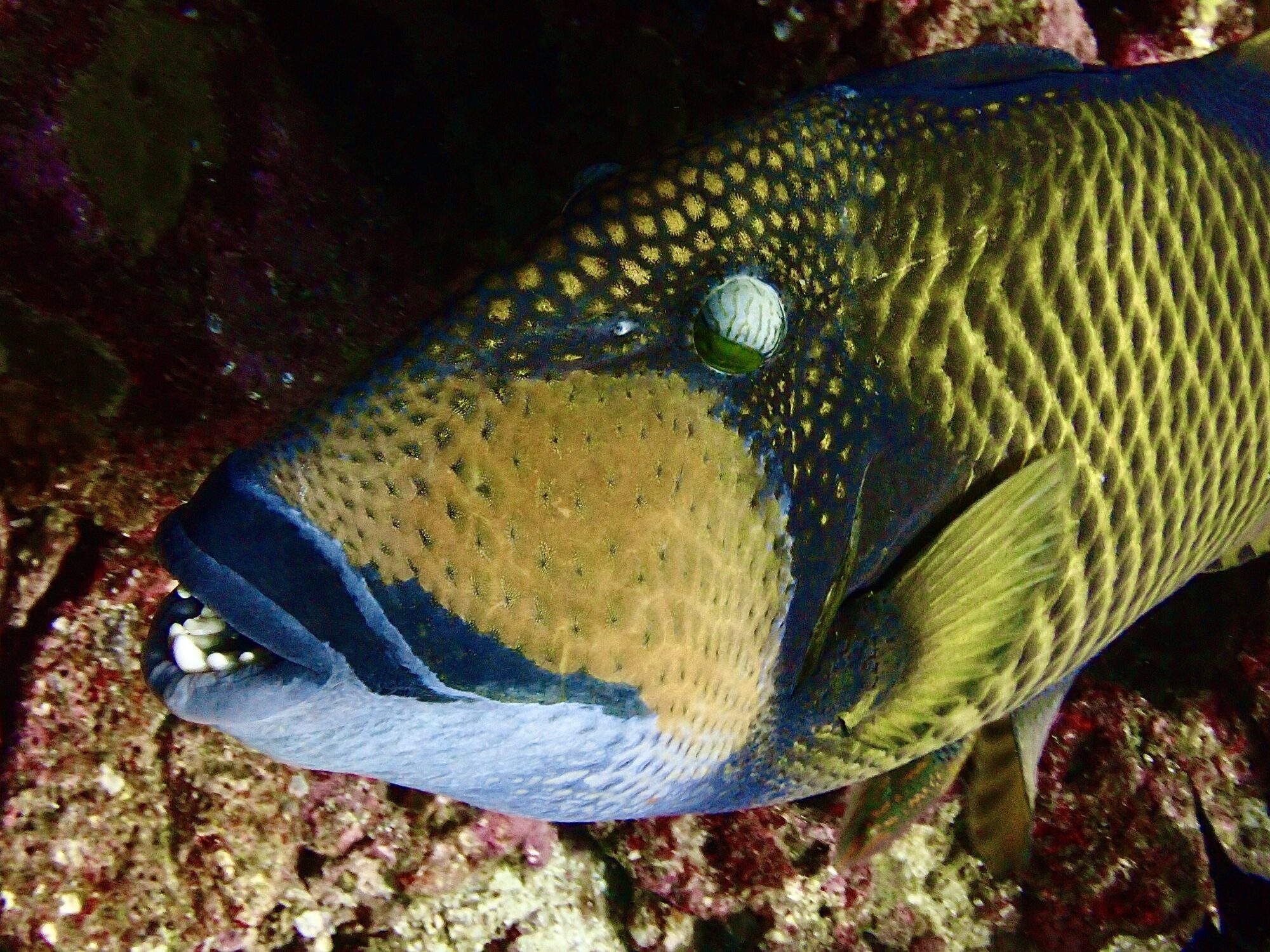 Titan Triggerfish