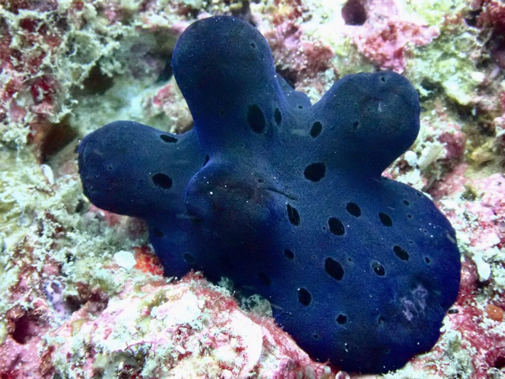 Maldivian Sponge Snail