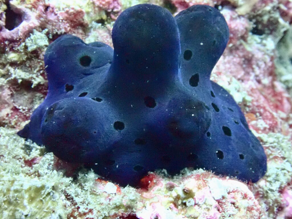 Maldivian Sponge Snail