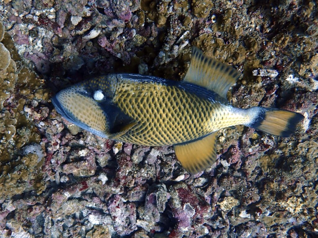 Titan Triggerfish