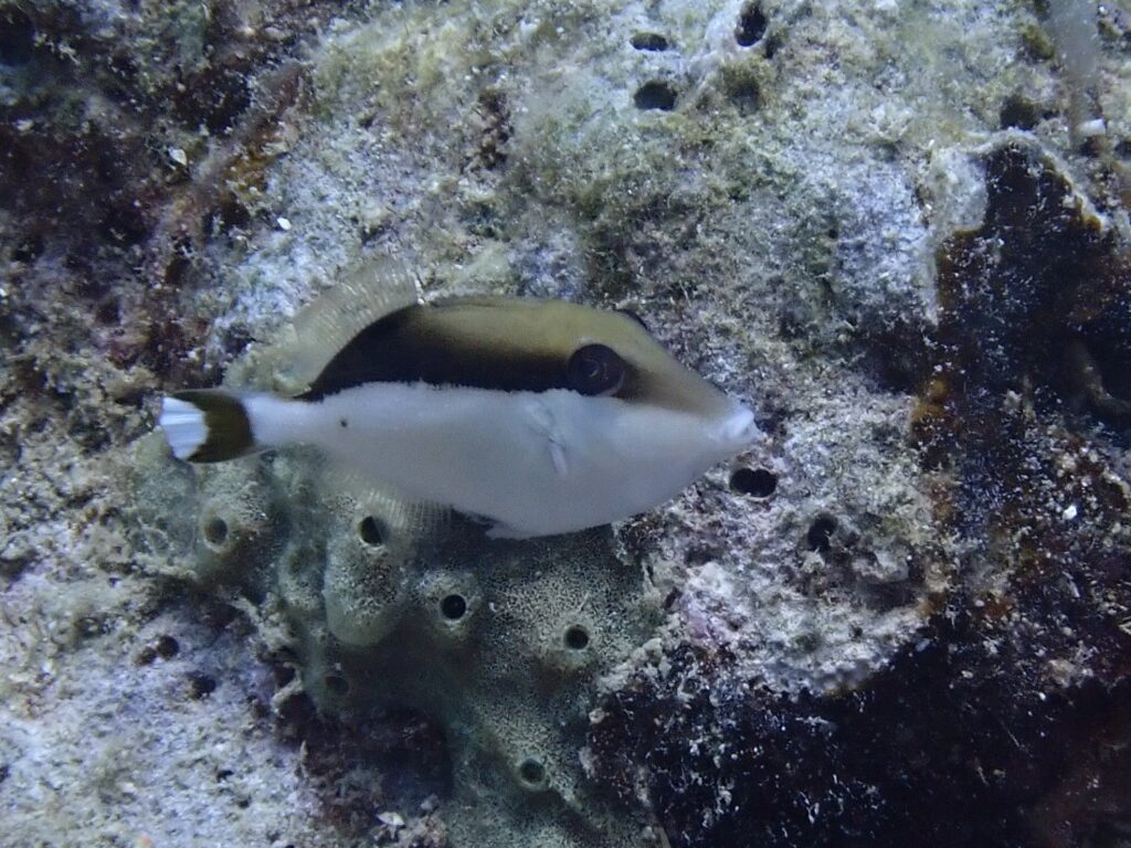 Flagtail Triggerfish