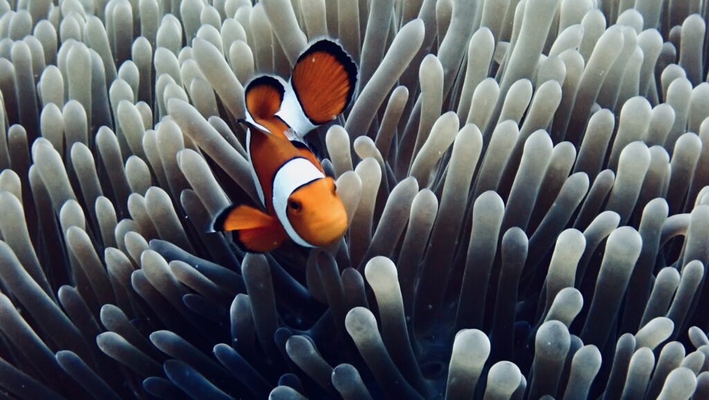 Clown Anemone Fish