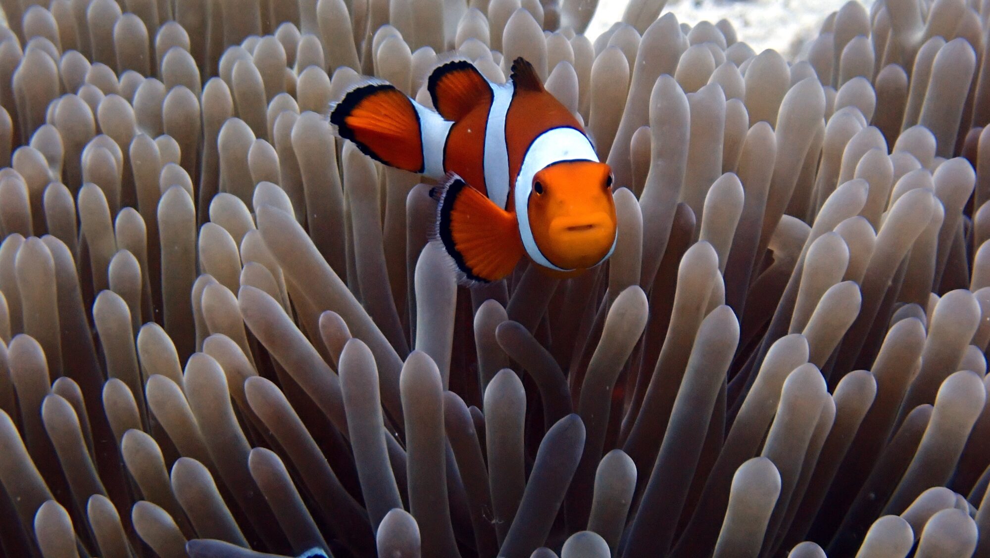 Clown Anemone Fish