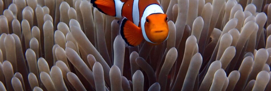 Clown Anemone Fish