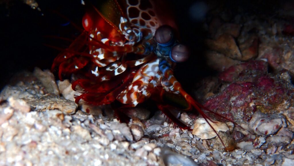 Peacock Mantis Shrimp