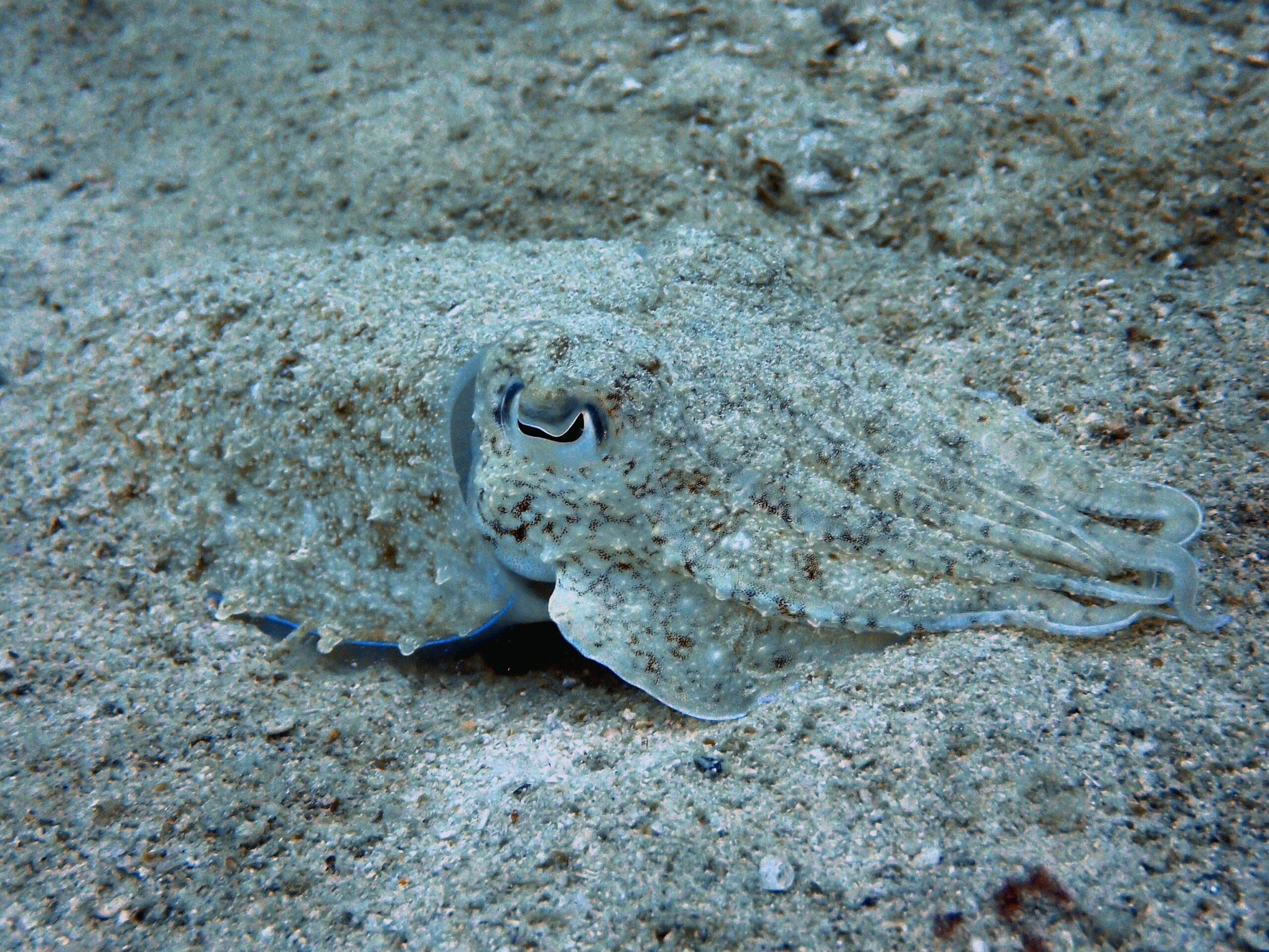 Cuttlefish