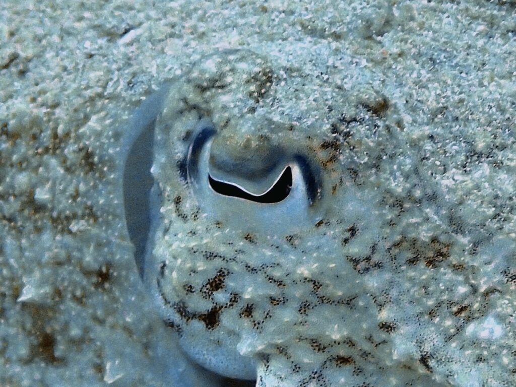 Cuttlefish Eyes