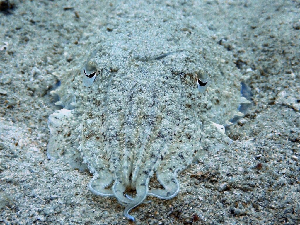 Cuttlefish