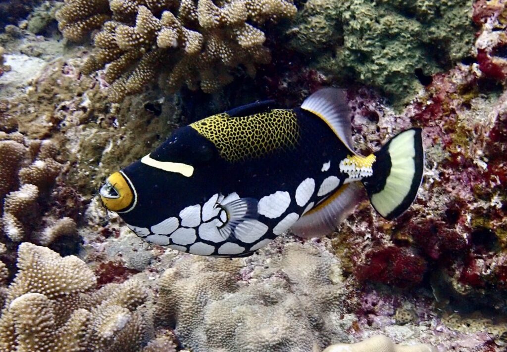 Clown Triggerfish